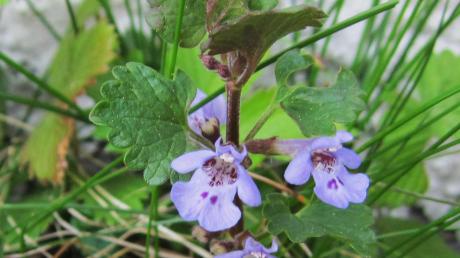 Der Gundermann hat blau-violette Blüten. 	