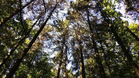 Ein Zeichen des Burchdruckerbefalls sind die gelblich-braunen Baumkronen. Wenn die Bäume so aussehen, hat der Waldbesitzer nicht mehr viel Zeit, bis der Käfer ausfliegt. 