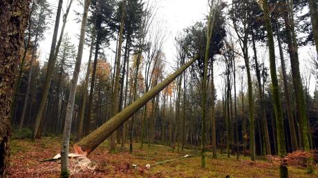 Bei Waldarbeiten bei Waltenhausen wurde ein 13-Jähriger tödlich verletzt.
