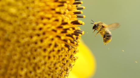 150 Kilogramm Honig ließ ein Täter mitgehen, der in Oberhausen Bienenstöcke geplündert hat. 