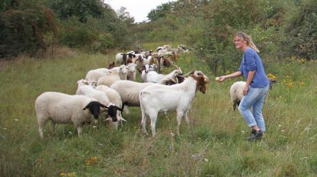 Monika Weber vom Umweltamt Ingolstadt belohnt die Arbeit der Schafe mit einigen Äpfel.