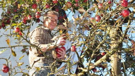 Einer schöner als der andere: Hans Wiest in seinem Gloster-Apfelbaum. Weil ihm die pausbackigen Früchte zum Saften zu schade sind, schneidet er einen Teil von ihnen in Ringe und trocknet sie.