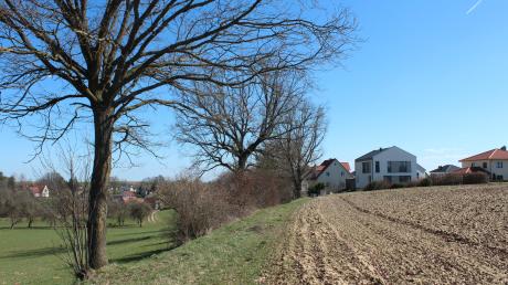 Diese Eichen in Unterstall in der Gemeinde Bergheim sind von Schädlingen befallen. Für die Gesundheit der Anwohner ist das eine Gefahr.  	