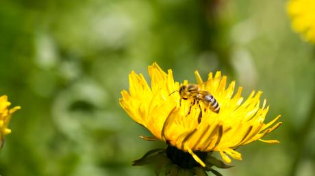Bergheim will mehr Wiesen und mehr Bienen. 