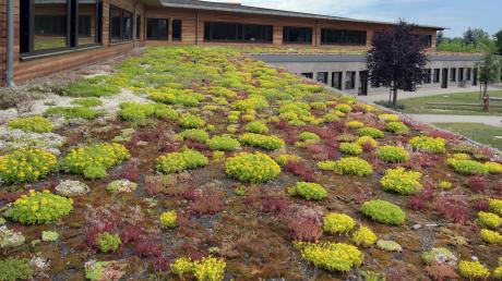 Mit solchen Ministauden wird das Dach des Kindergartenanbaus in Rohrenfels bepflanzt. Die Bepflanzung wirkt wie eine natürliche Klimaanlage. 