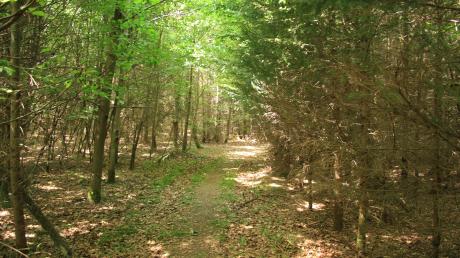 Die Tour führt durch die Wälder rund um Attenfeld. Dort gibt es auch kuschelige „Single Trails“.