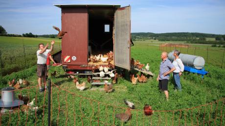 Mit dem mobilen Hühnerstall der Stegmeirs ziehen die Legehennen über die Wiese und haben viel Auslauf sowie immer frisches Gras. 