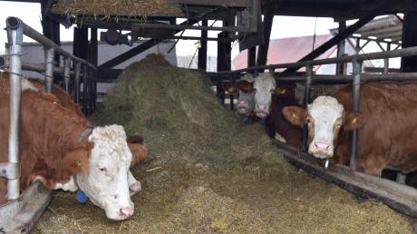 Henkersmahlzeit für die Milchkühe auf dem Rieß-Hof in Klingsmoos: Mittlerweile steht der Laufstall, der von Dezember 1992 bis Februar 1993 erbaut wurde, leer, die letzten Tiere wurden verkauft. 	