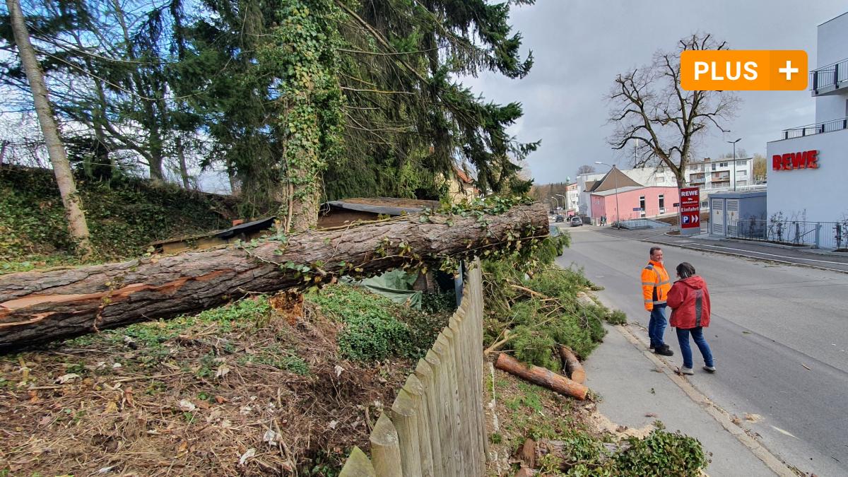 #Neuburg/Ingolstadt: Sturm Ylenia lässt rund um Neuburg die Bäume umstürzen