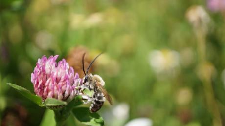Auf dem im Frühjahr 2020 angelegten Blühacker von Erich Klas in Oberwindach fühlen Wildbienen sich wohl – unter anderem ist dort die Langhornbiene entdeckt worden.
