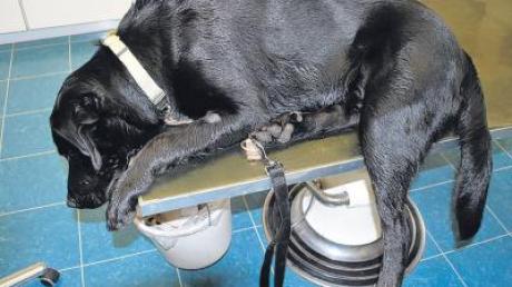 Eine eineinhalbstündige Operation war notwendig, um das Leben des Labradors zu retten, der hier auf dem Untersuchungstisch des Tierarztes liegt.  