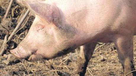 Schweine sind aufgrund ihres Geruchs nicht überall beliebt.