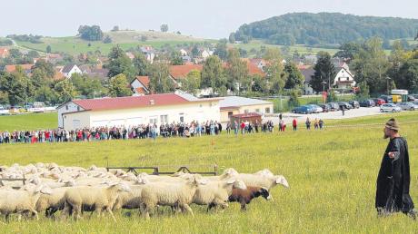 Bei beeindruckenden Hütevorführungen führte Schäfer Uwe Gutmann in Ederheim eine Herde von 130 Schafen durch einen realitätsnahen Parcours.
