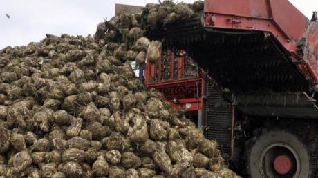 Es werden zwar immer mehr Zuckerrüben geerntet, doch die Anbauer müssen wegen des sinkenden Weltmarktpreises dennoch Einbußen hinnehmen.