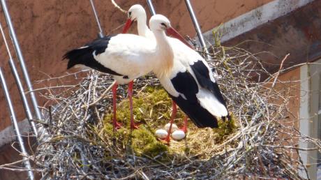 In Oettingen gibt es jetzt noch ein weiteres Storchennest. Das Storchenpaar hat sich auf einem Strommast niedergelassen. Sogar Junge sind in Aussicht: drei Eier liegen bereits im Nest. 