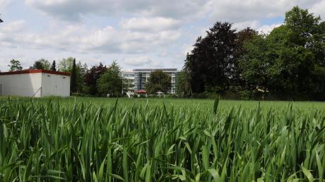 Noch wächst hier Weizen, bereits im kommenden Jahr wird es voraussichtlich ganz anders aussehen: Das Gebiet „Auf der Warte“ in Oettingen soll als Wohnfläche genutzt werden. Das Areal liegt innenstadtnah – Hofgarten, Schulen und Krankenhaus (hinten) liegen in direkter Nachbarschaft.