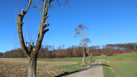 Die drei beschnittenen Ahorn-Bäume bei Schaffhausen. Angeblich halten immer wieder Autofahrer an, um den ungewöhnlichen Anblick festzuhalten. 