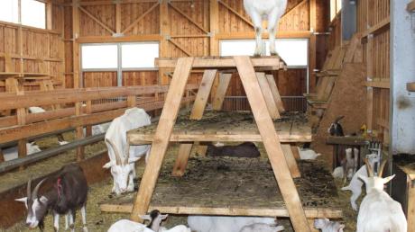 Im Stall können die kleinen Ziegenlämmer klettern üben oder sich im Stroh kurz zum schlafen hinlegen.  	
