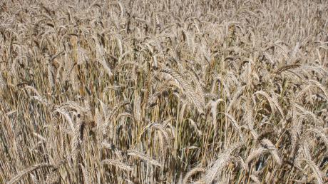 Auf 40 Prozent der Flächen, die Landwirte im Kreis nutzen, wird Getreide angebaut. Der Klimawandel macht auch den Rieser Bauern zu schaffen: Die Temperaturen sind in den vergangenen 30 Jahren um drei Prozent angestiegen, die Niederschläge dagegen geringer. 