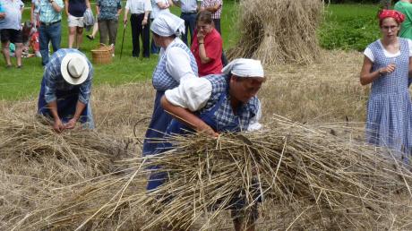 Beim Getreideschnitt mit der Getreidesense mussten die Arbeitsschritte gut aufeinander abgestimmt sein. Das Einsammeln und Wegtragen der Halme war Arbeit der Frauen. Kinder legten die Garbenbänder aus.  	