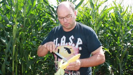 Ralf Engel sucht nach dem Maiszünsler, der sich in den Kolben einer seiner Pflanzen gefressen hat. Die Raupen des Falters durchqueren die Stängel der Pflanze und können sie so zu Fall bringen. Das erschwert die Ernte. 