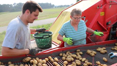 Thomas Gutmann (links) steht mit seiner Mutter Helga auf dem Vollernter und sortiert Steine, Äste und ungeeignete Kartoffeln aus. Bei der Haupternte Mitte September arbeiten gleich vier Erntehelfer auf dem riesigen Vollernter.