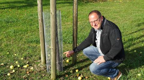Bürgermeister Dietmar Höhenberger zeigt auf einen der angenagten Obststämme. 