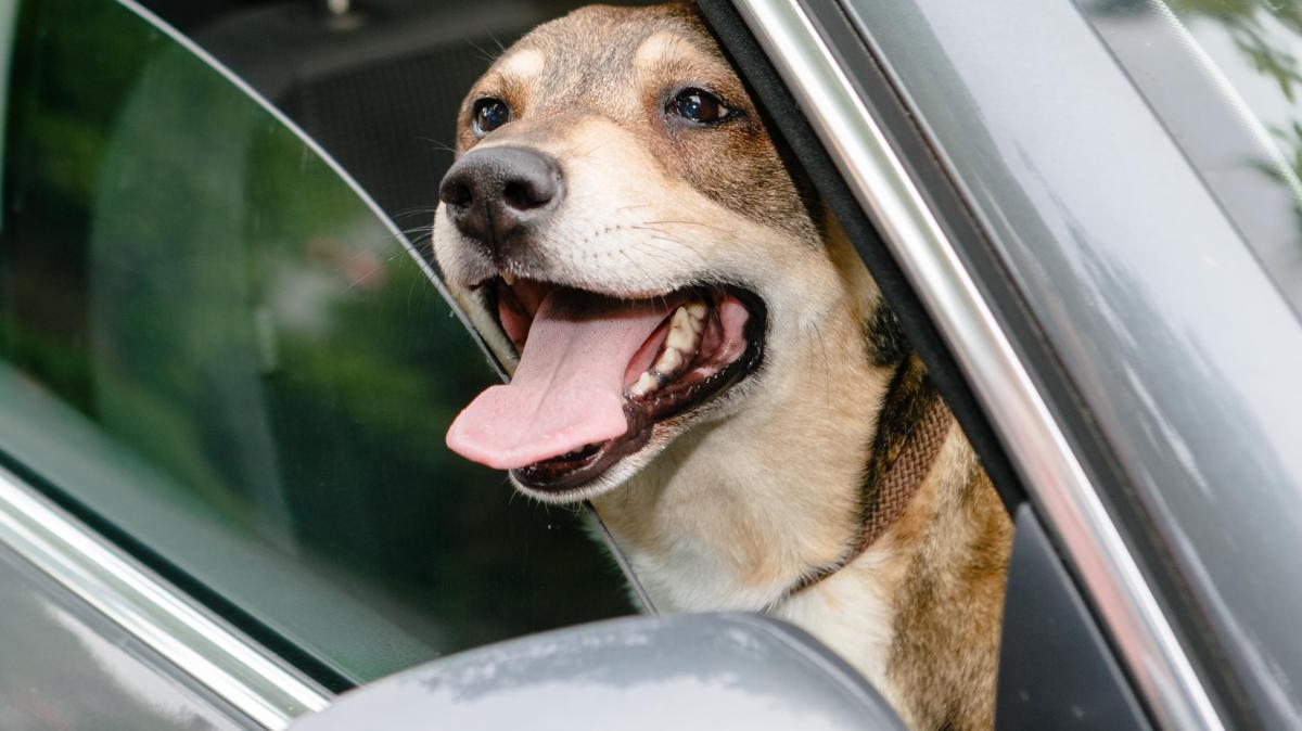 Hitze: Heißes Auto: Lassen Sie Ihren Hund nicht alleine im Auto