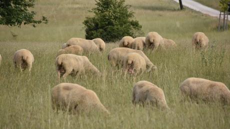 Auf einer Weide in Bopfingen wurden vier Schafe und drei Lämmer gestohlen. 