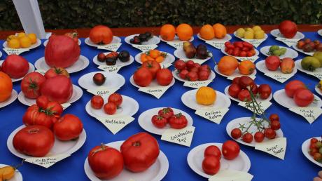 Über 100 verschiedene Tomatensorten konnten die Besucher des Tomatenfestes in Hohenaltheim am Sonntag bestaunen. Die Tomaten hatten Namen wie Gelbes Zebra oder Königin der Nacht.  	