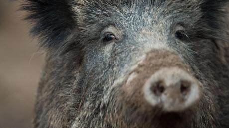 Die Zahl der Wildunfälle im Landkreis Augsburg sind hoch, immer häufiger führen Wildschweine zu Unfällen. 