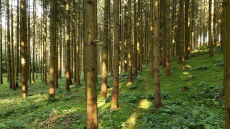 Im Wald in Hohenaltheim wurden Schlachtabfälle illegal entsorgt.