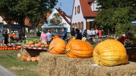 Die Riesenkürbisse waren eine besondere Attraktion beim Kürbisfest in Alerheim. Sie wiegen zwischen 110 und 167 Kilogramm. Um so groß zu werden, benötigen sie viel Wasser. 	