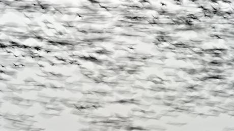 Unzählige Wildgänse fliegen über ein Feld im Oderbruch nahe Wriezen (Brandenburg). Foto: Patrick Pleul dpa