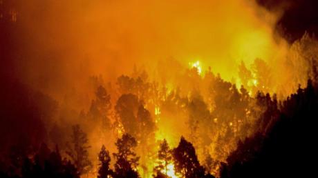 Bei dem Brand waren knapp 5000 Hektar Pinien- und Kiefernwald vernichtet worden.