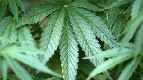 Zwölf Cannabispflanzen wurden am Wochenende auf einem Brachfeld bei Baar entdeckt.