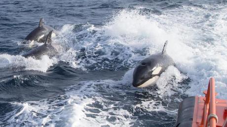 Dieses Bild, vom spanischen Verkehrsministerium zur Verfügung gestellt, zeigt drei Orcas, die neben einem Seenotrettungsboot schwimmen.  	
