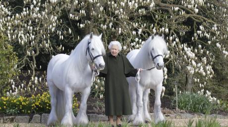 Königin Elizabeth II. zwischen ihren Fellponys Bybeck Nightingale (r) und Bybeck Katie.