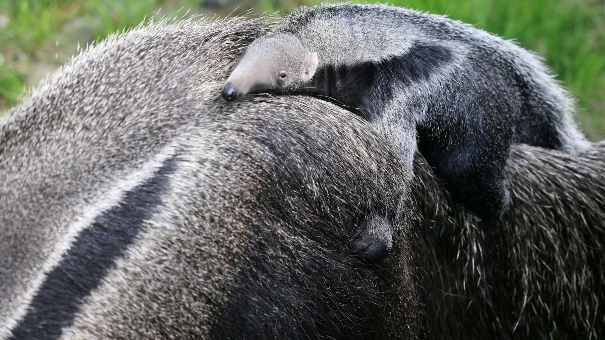 #Nachwuchs: Kölner Zoo: Kleiner Ameisenbär mit markanter Schnauze