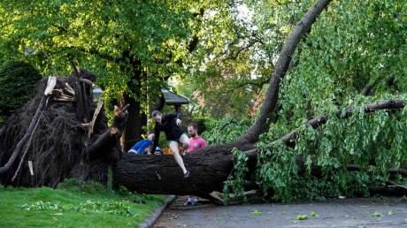 Ein Anwohner klettert über einen Baum, der durch einen schweren Sturm umgestürzt und entwurzelt worden ist.