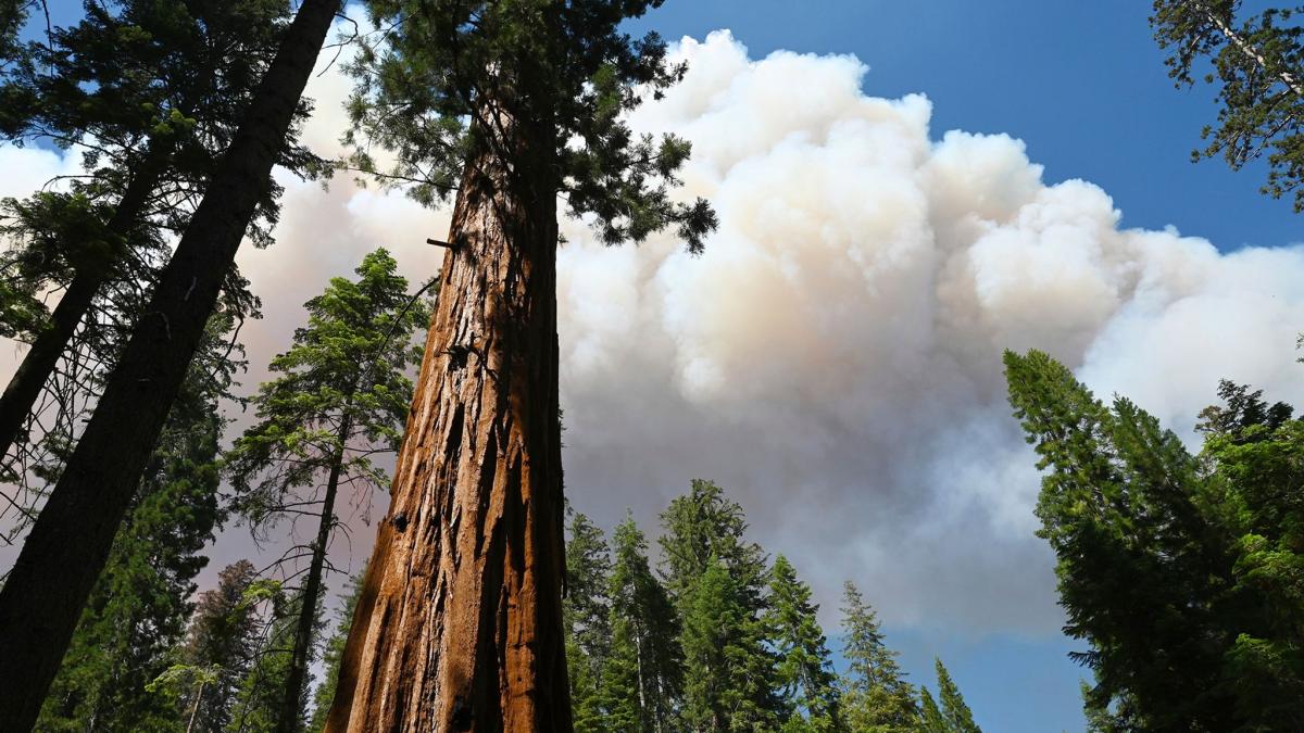 #USA: Waldbrand bedroht Riesenmammutbäume in Kalifornien