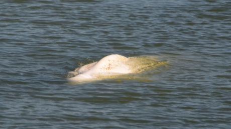 Der Belugawal "Hvaldimir" ist in Schweden aufgetaucht.