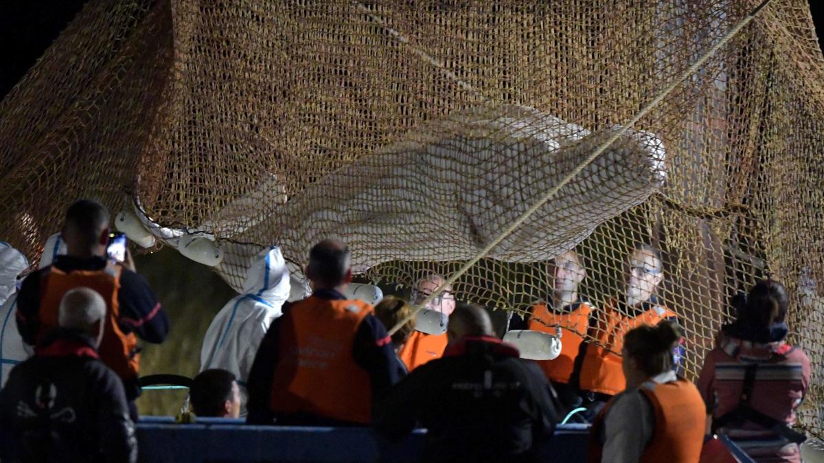 #Frankreich: Frankreich trauert um einen verirrten Belugawal in der Seine