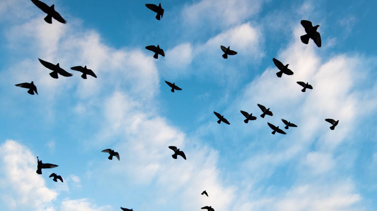 France : Des milliers de pigeons voyageurs perdent leur orientation dans le sud de la France à cause des tempêtes