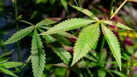 Bei einer Vermisstensuche bei Kirchheim sind zwei Cannabispflanzen entdeckt worden.