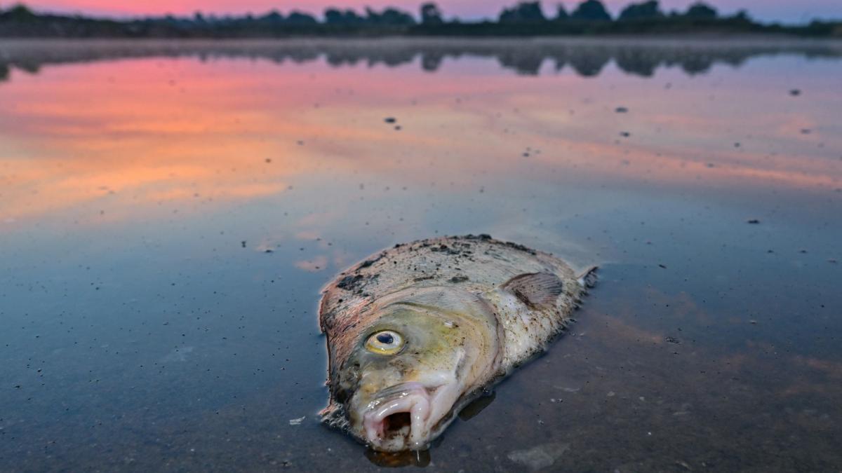 #Umweltkatastrophe: Was hat zum Fischsterben in der Oder geführt?