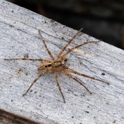 Die aus dem Mittelmeergebiet stammende Nosferatu-Spinne breitet sich auch in Bayern aus.