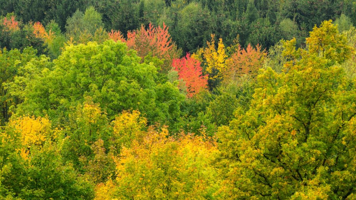 #Umwelt: Was der Klimawandel mit dem deutschen Wald macht