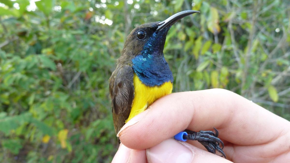Spesies baru burung berwarna-warni telah ditemukan di Indonesia
