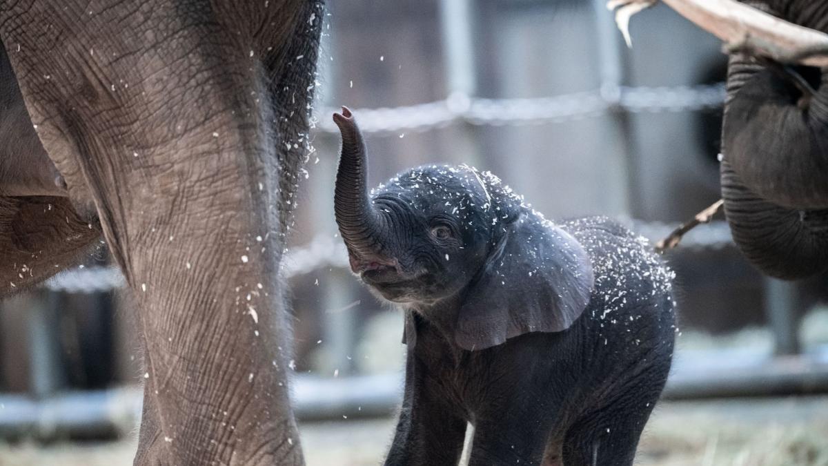 #Wuppertaler Zoo: Elefant wegen Tetanus eingeschläfert